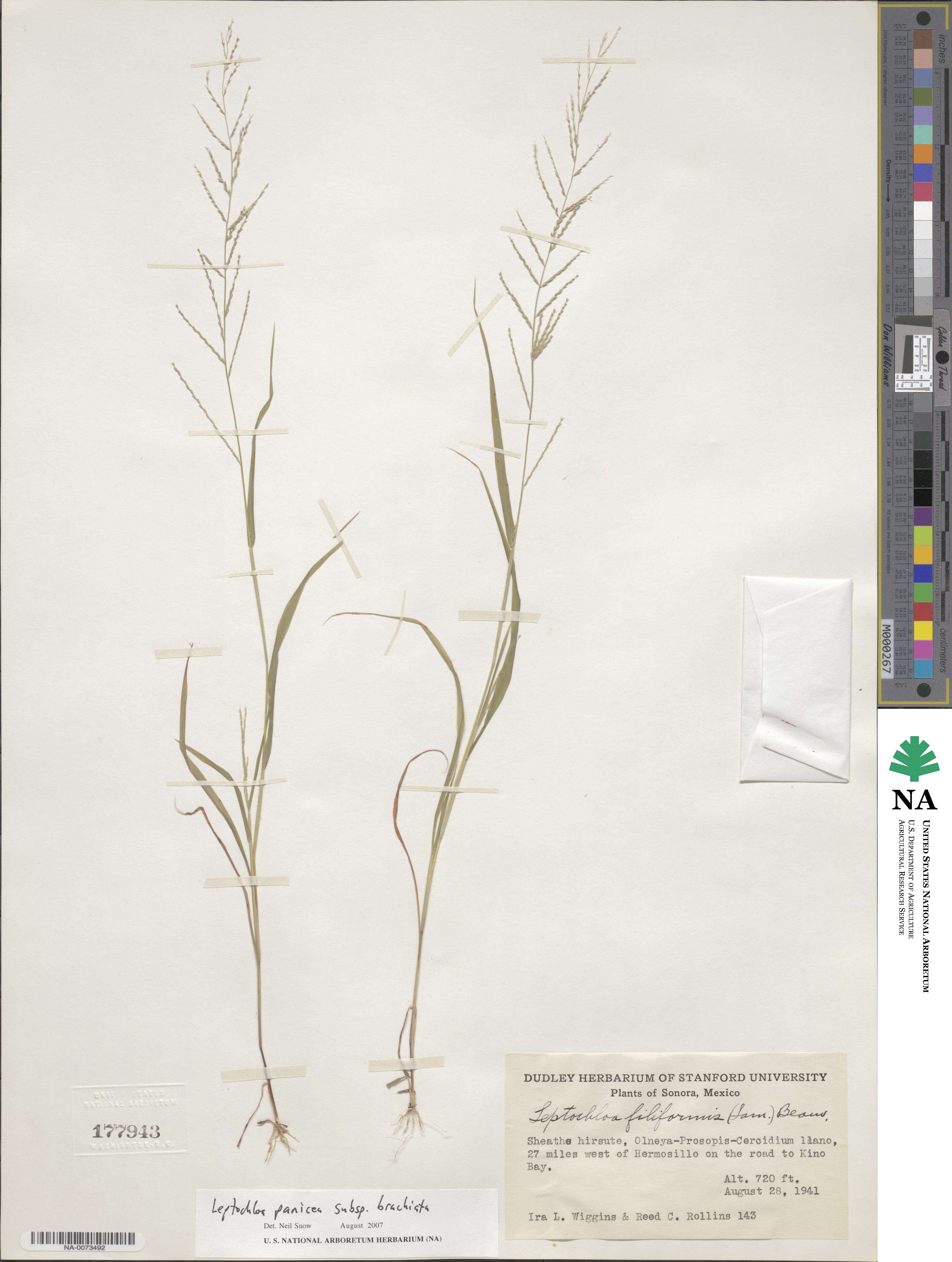 Leptochloa panicea subsp. brachiata image