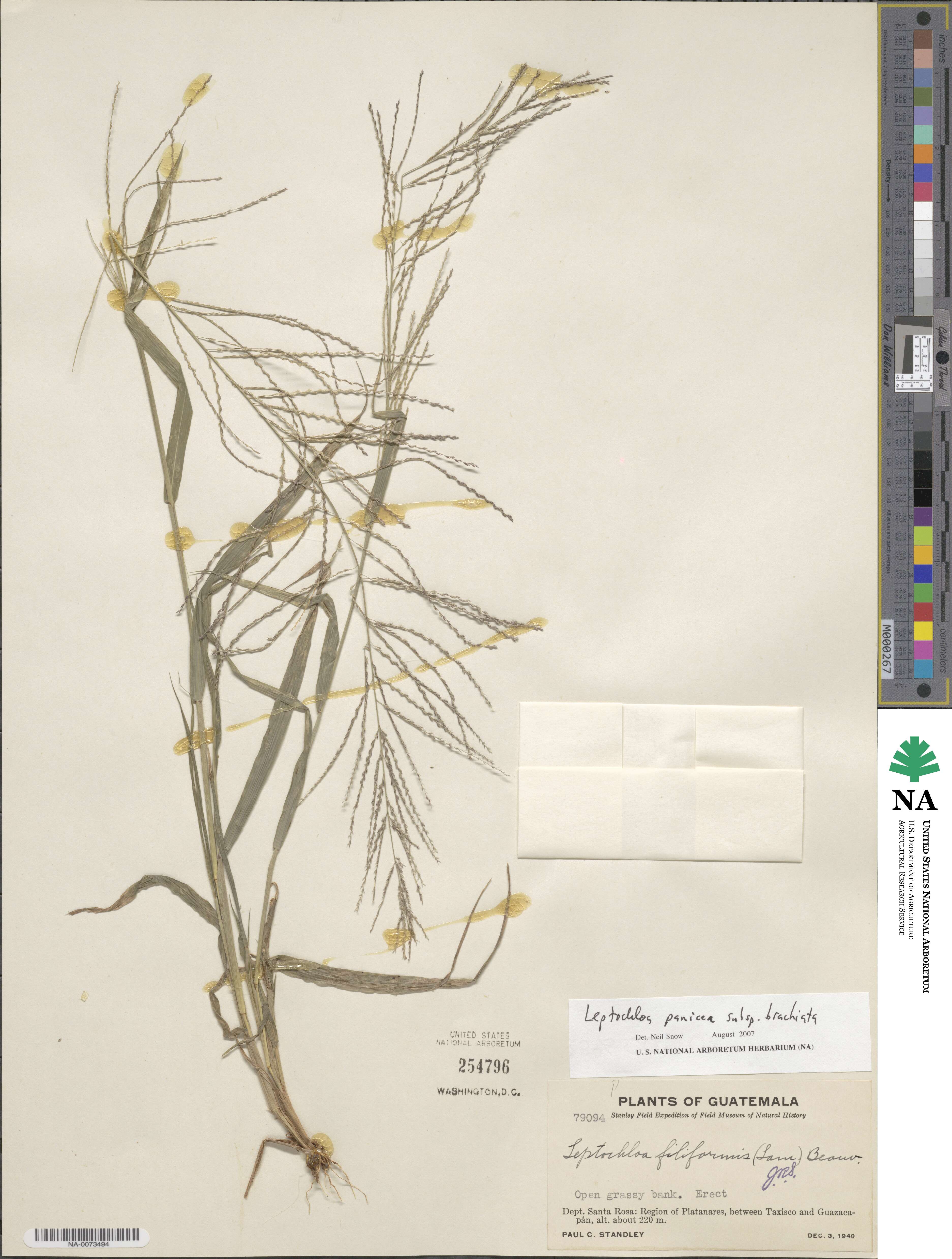 Leptochloa panicea image