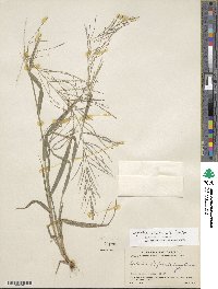 Leptochloa panicea image