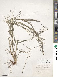 Leptochloa panicea subsp. brachiata image