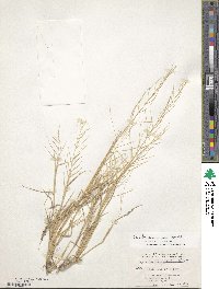 Leptochloa panicea subsp. brachiata image