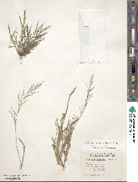 Leptochloa panicea subsp. brachiata image