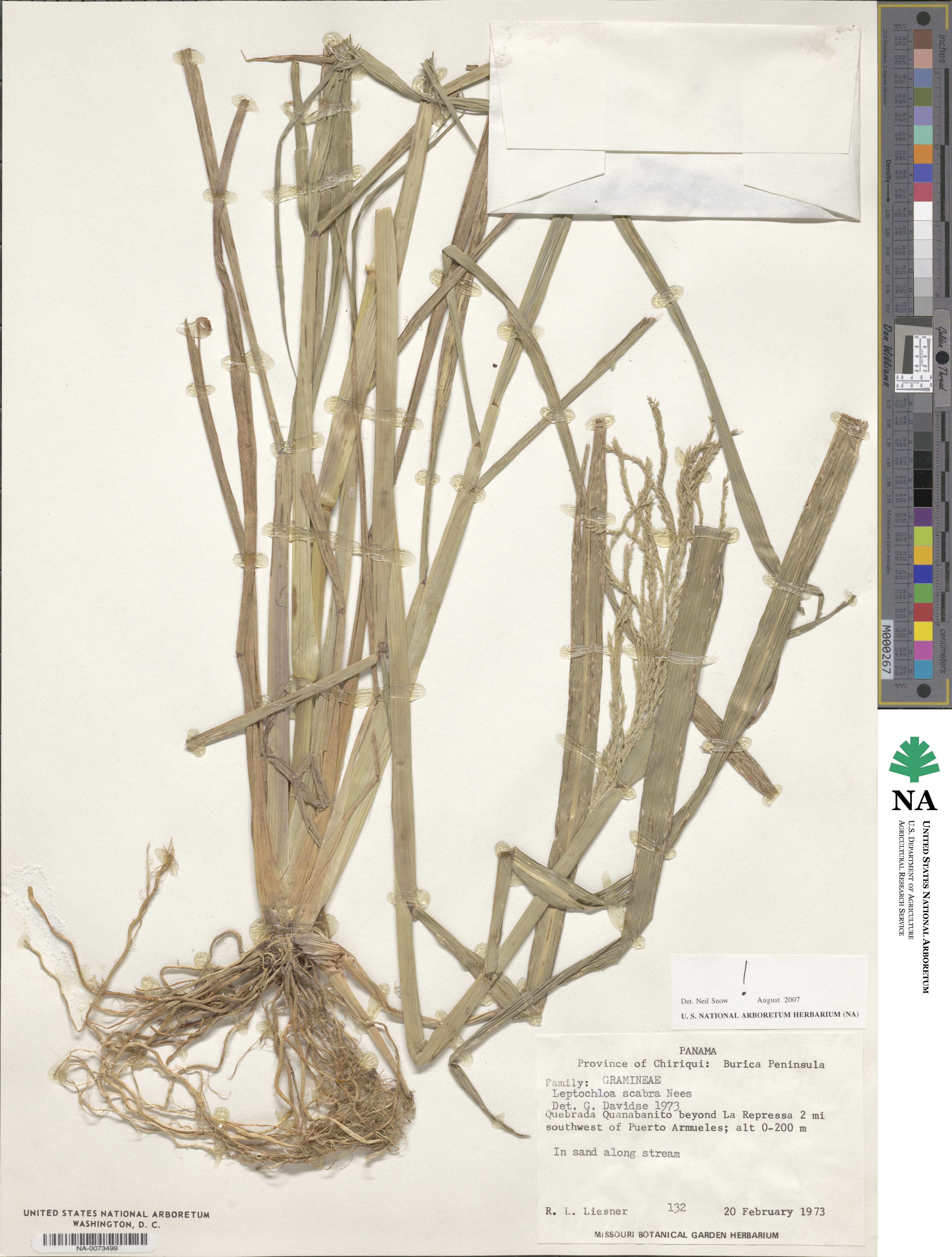 Leptochloa scabra image