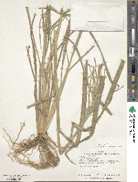 Image of Leptochloa scabra