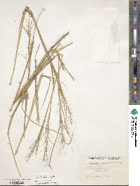 Leptochloa virgata image