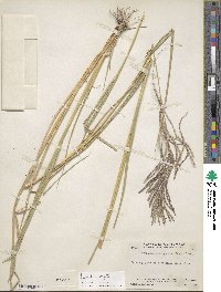 Leptochloa virgata image