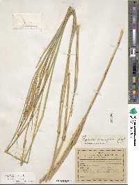 Leptochloa virgata image