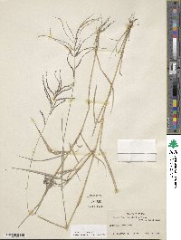 Leptochloa virgata image