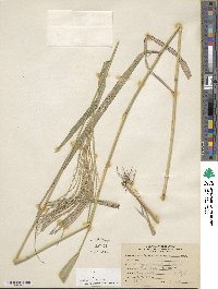 Leptochloa virgata image