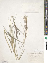 Leptochloa virgata image