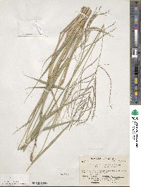 Leptochloa virgata image