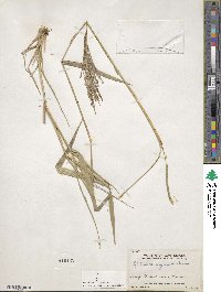 Leptochloa virgata image