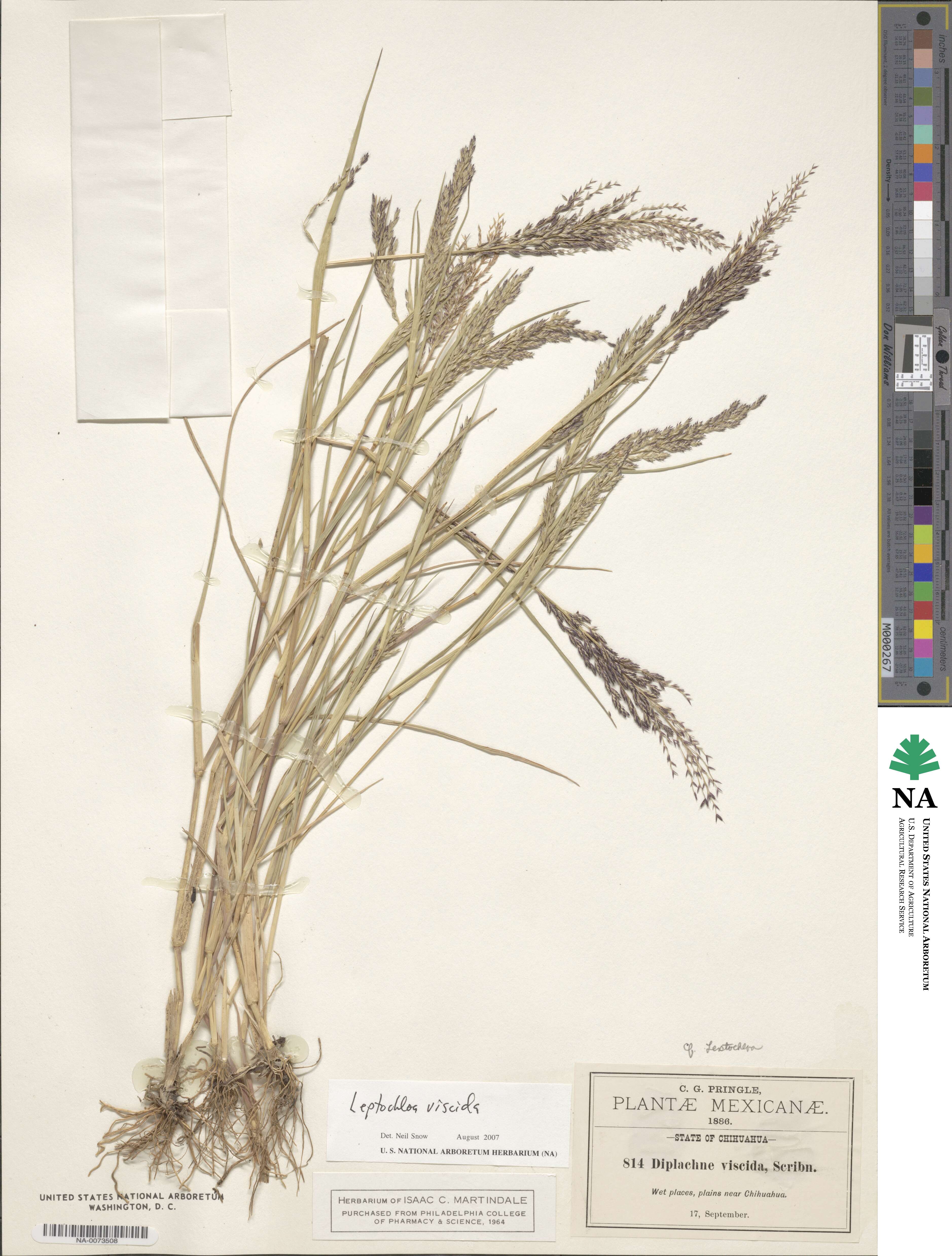 Leptochloa viscida image