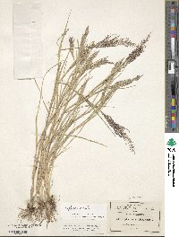 Leptochloa viscida image