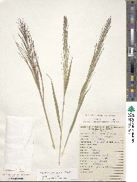 Leptochloa panicea subsp. brachiata image