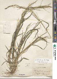 Leptochloa panicea image