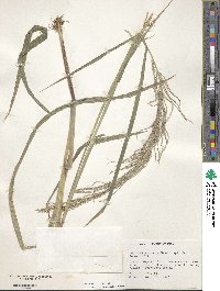 Leptochloa scabra image