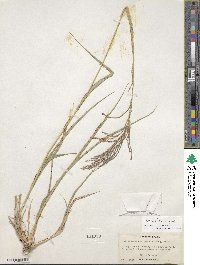 Leptochloa virgata image