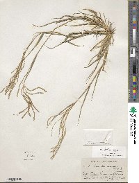 Leptochloa virgata image