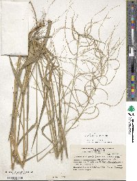 Leptochloa virgata image