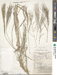 Leptochloa virgata image