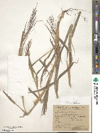 Leptochloa virgata image