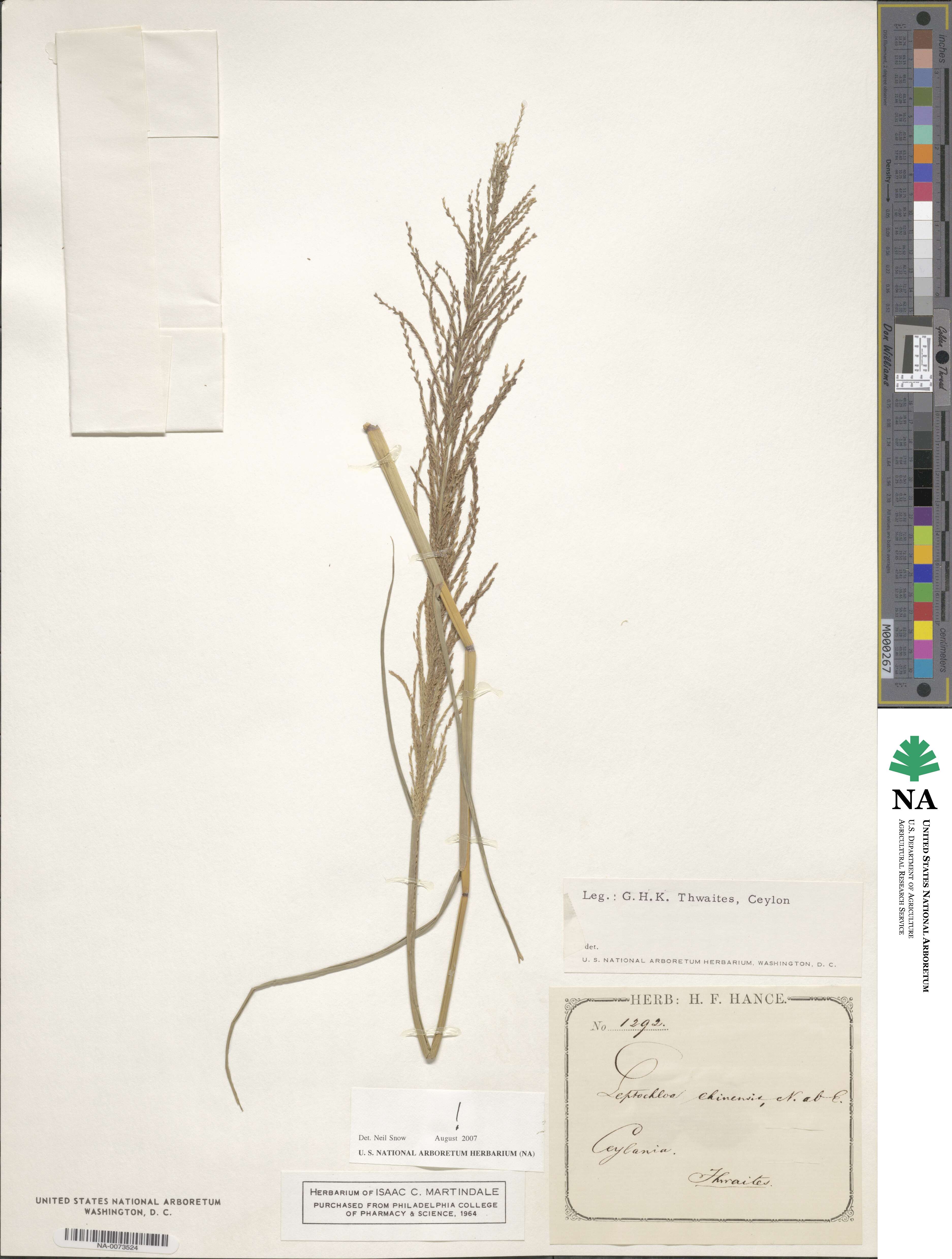 Leptochloa chinensis image