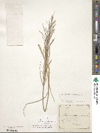 Leptochloa chinensis image