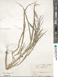 Leptochloa chinensis image