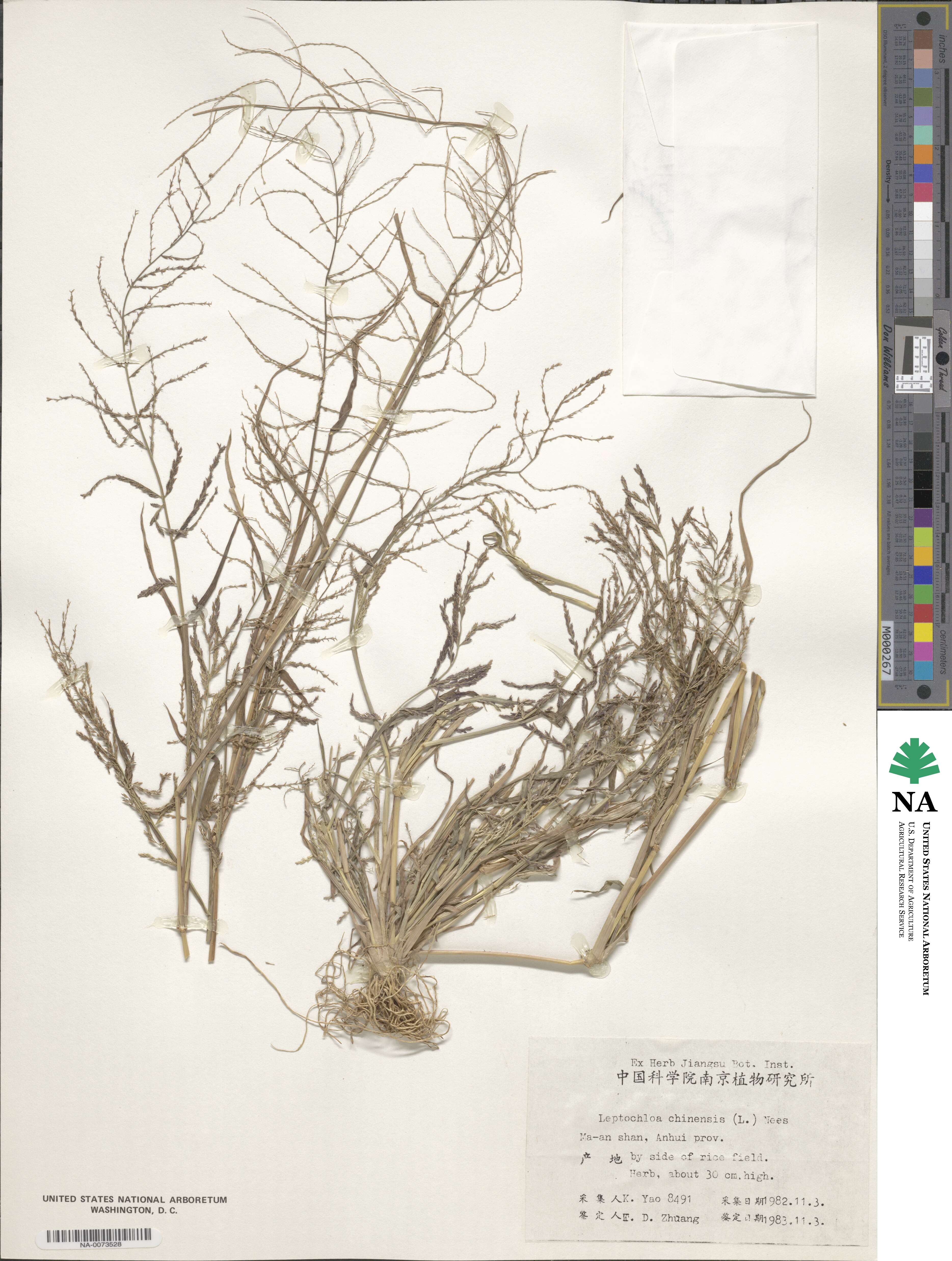 Leptochloa chinensis image