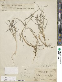 Leptochloa panicea image