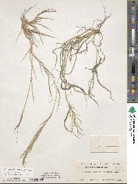 Leptochloa panicea image