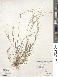 Leptochloa panicea image