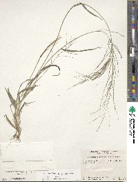 Leptochloa panicea image