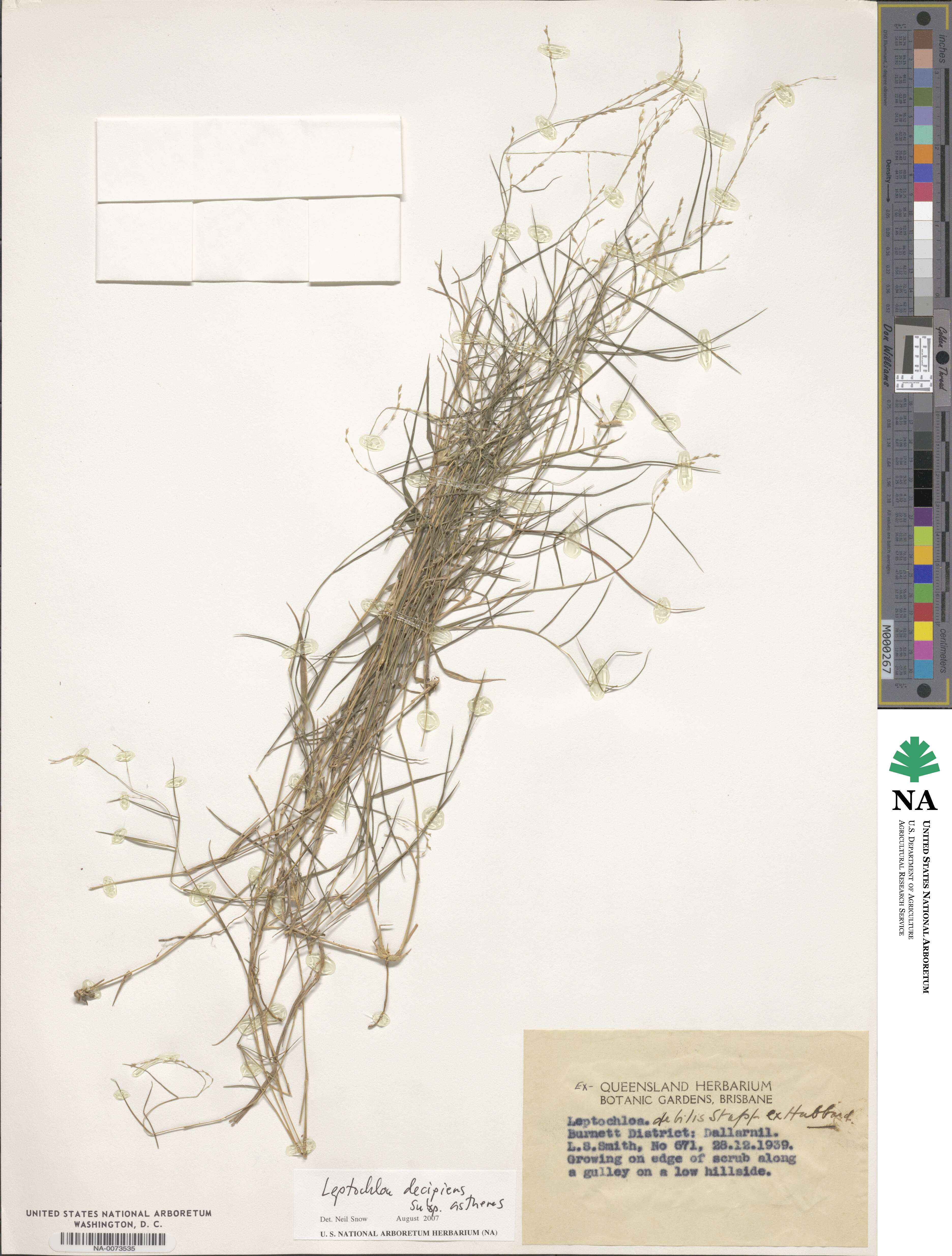 Leptochloa decipiens image