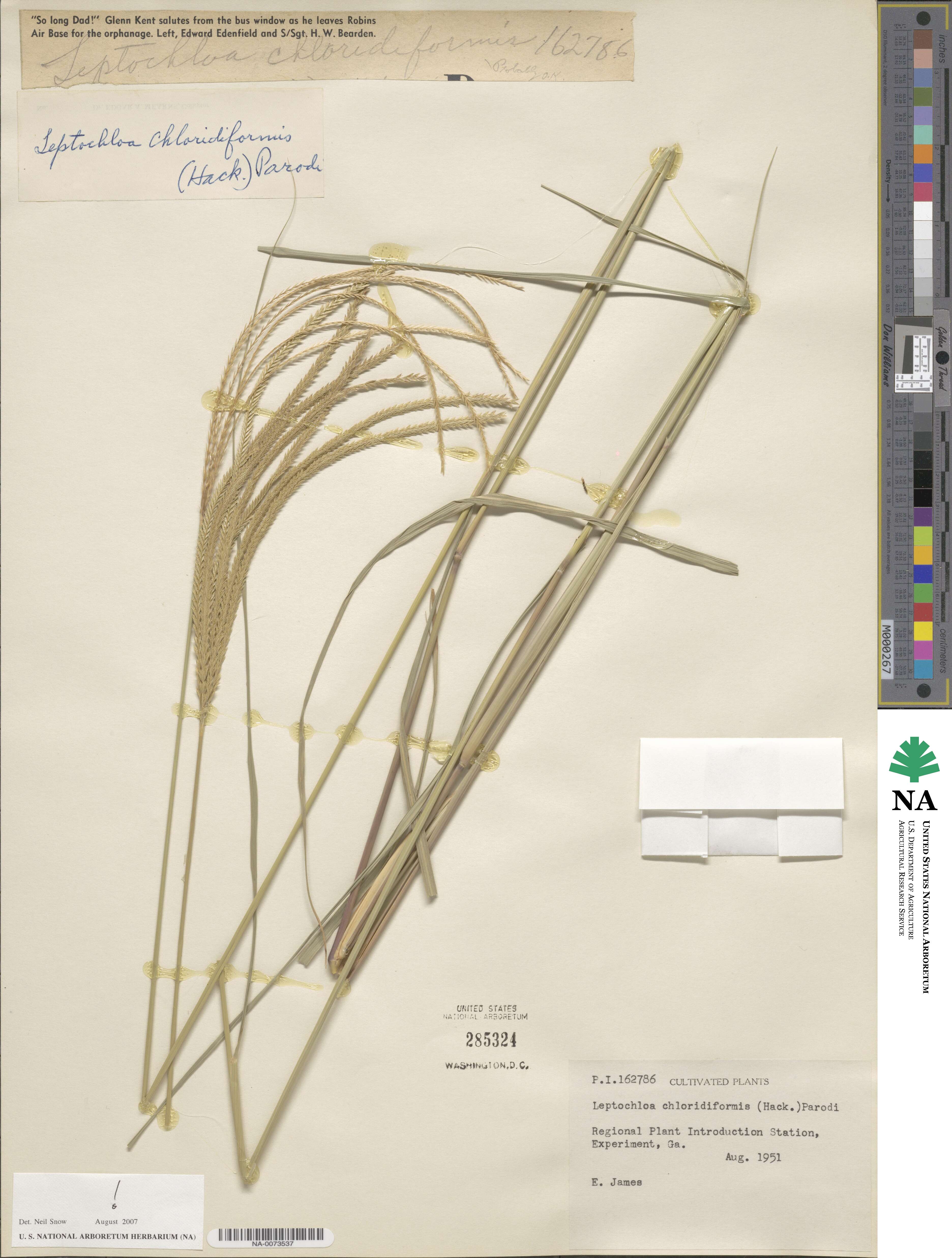 Leptochloa chloridiformis image