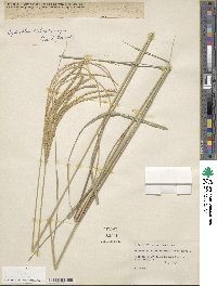 Image of Leptochloa chloridiformis