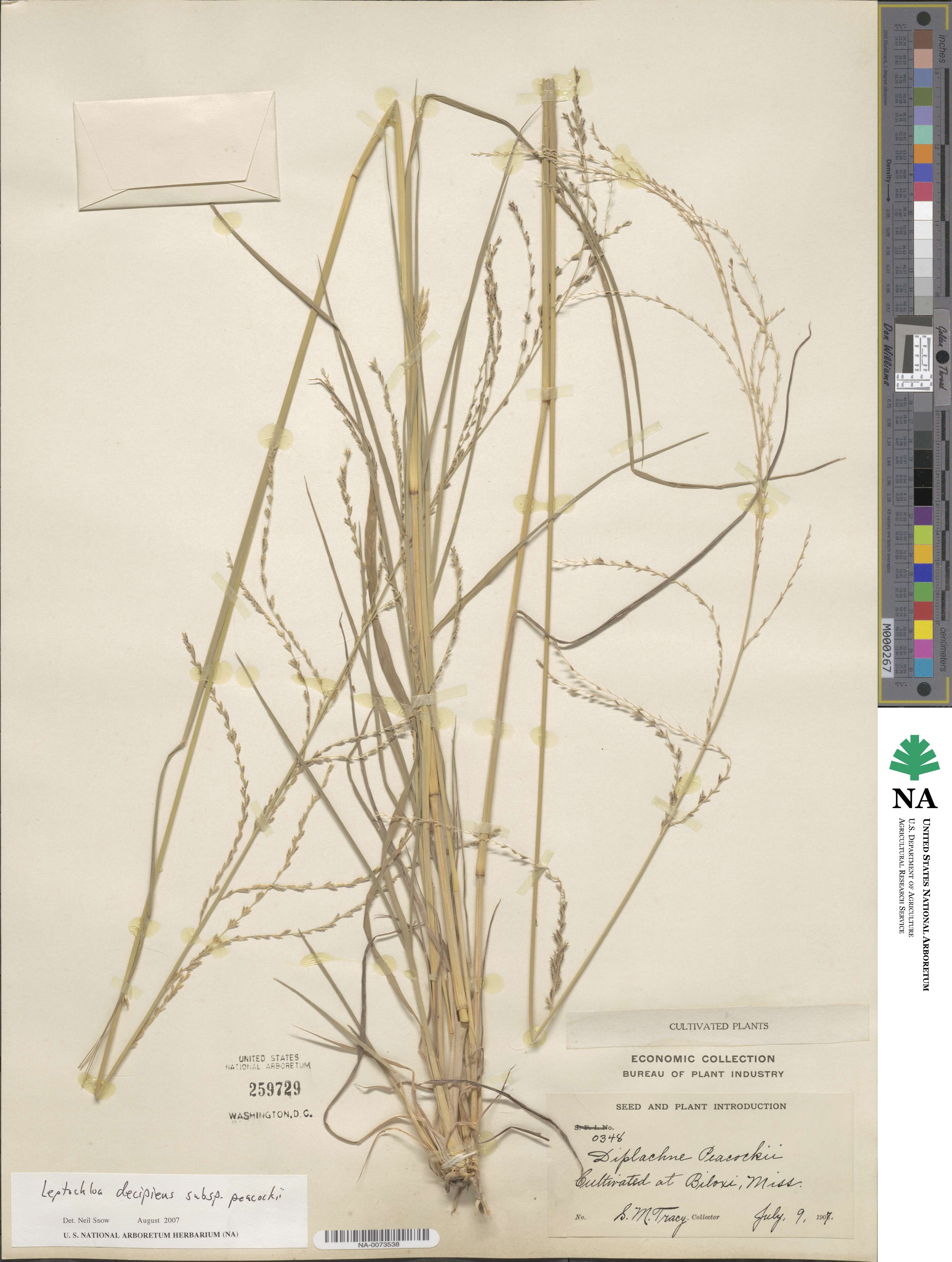 Leptochloa decipiens image
