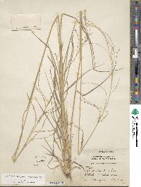 Leptochloa decipiens image