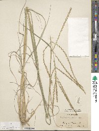 Disakisperma dubium image