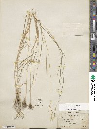 Image of Disakisperma eleusine