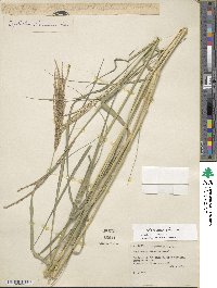 Disakisperma eleusine image