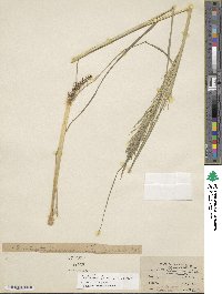 Diplachne fusca subsp. uninervia image