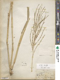 Leptochloa obtusiflora image