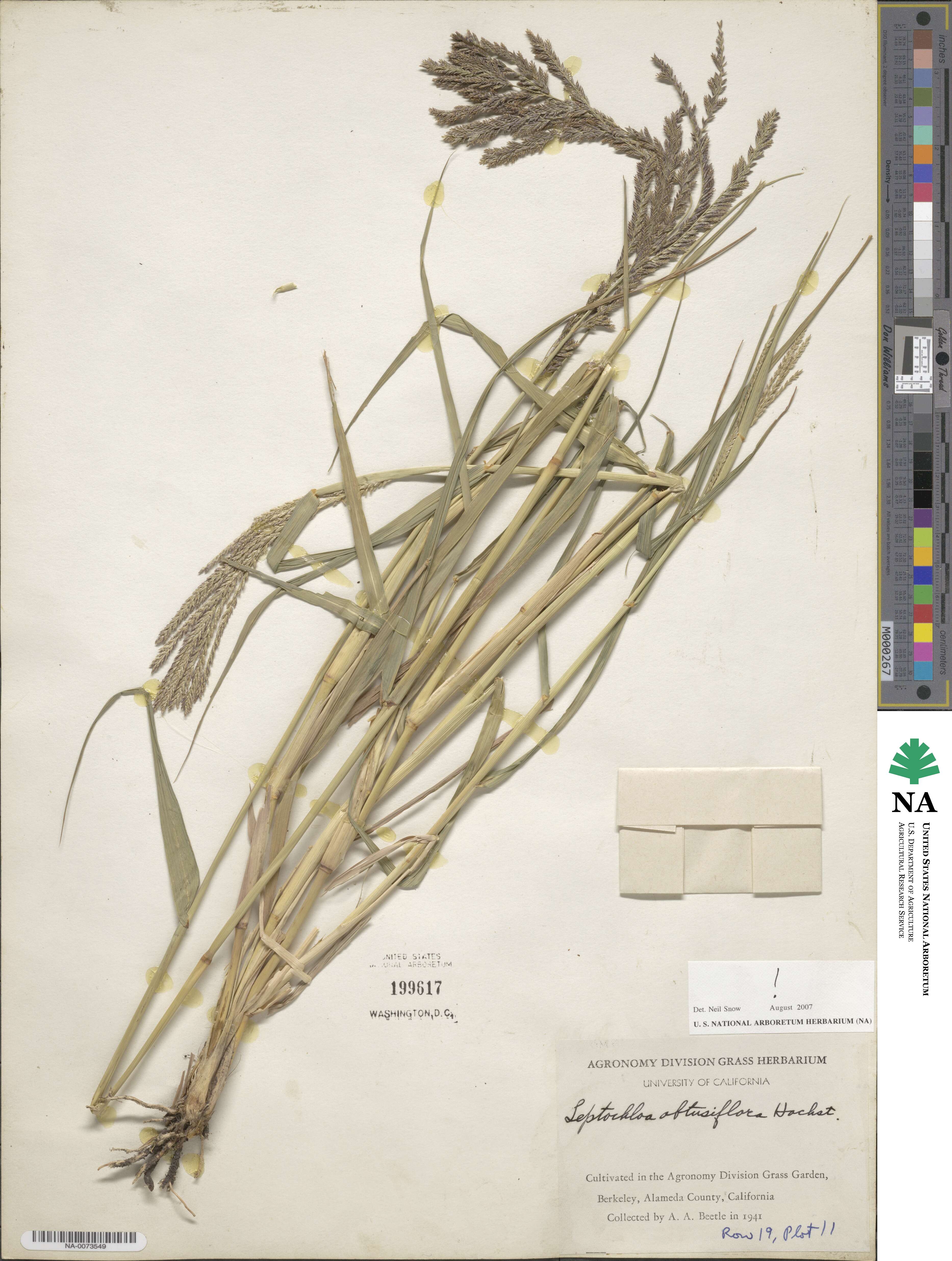 Leptochloa obtusiflora image