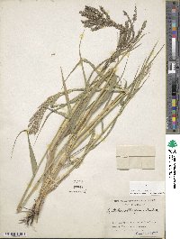 Leptochloa obtusiflora image