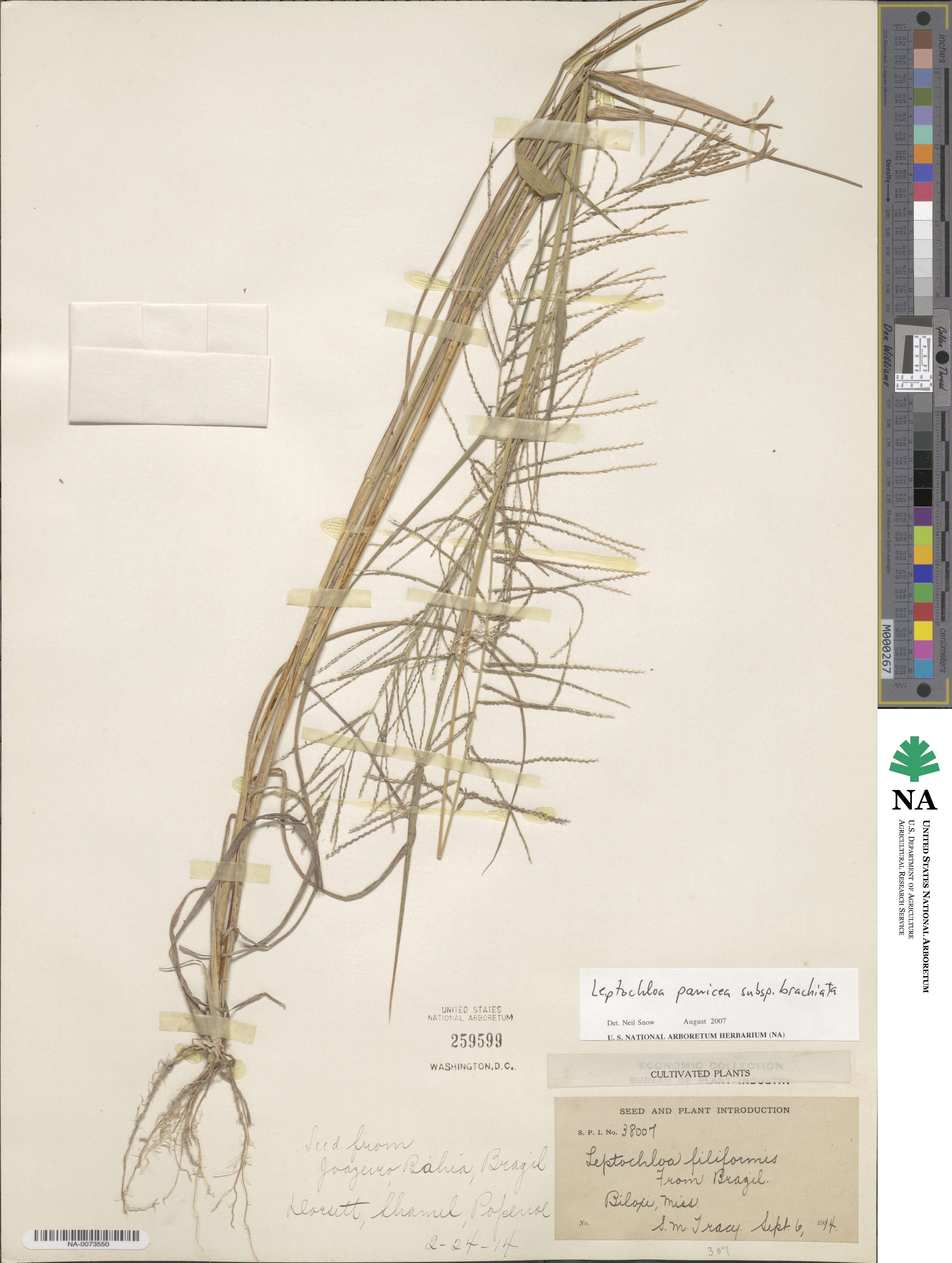 Leptochloa panicea subsp. brachiata image