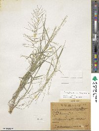 Leptochloa panicea image