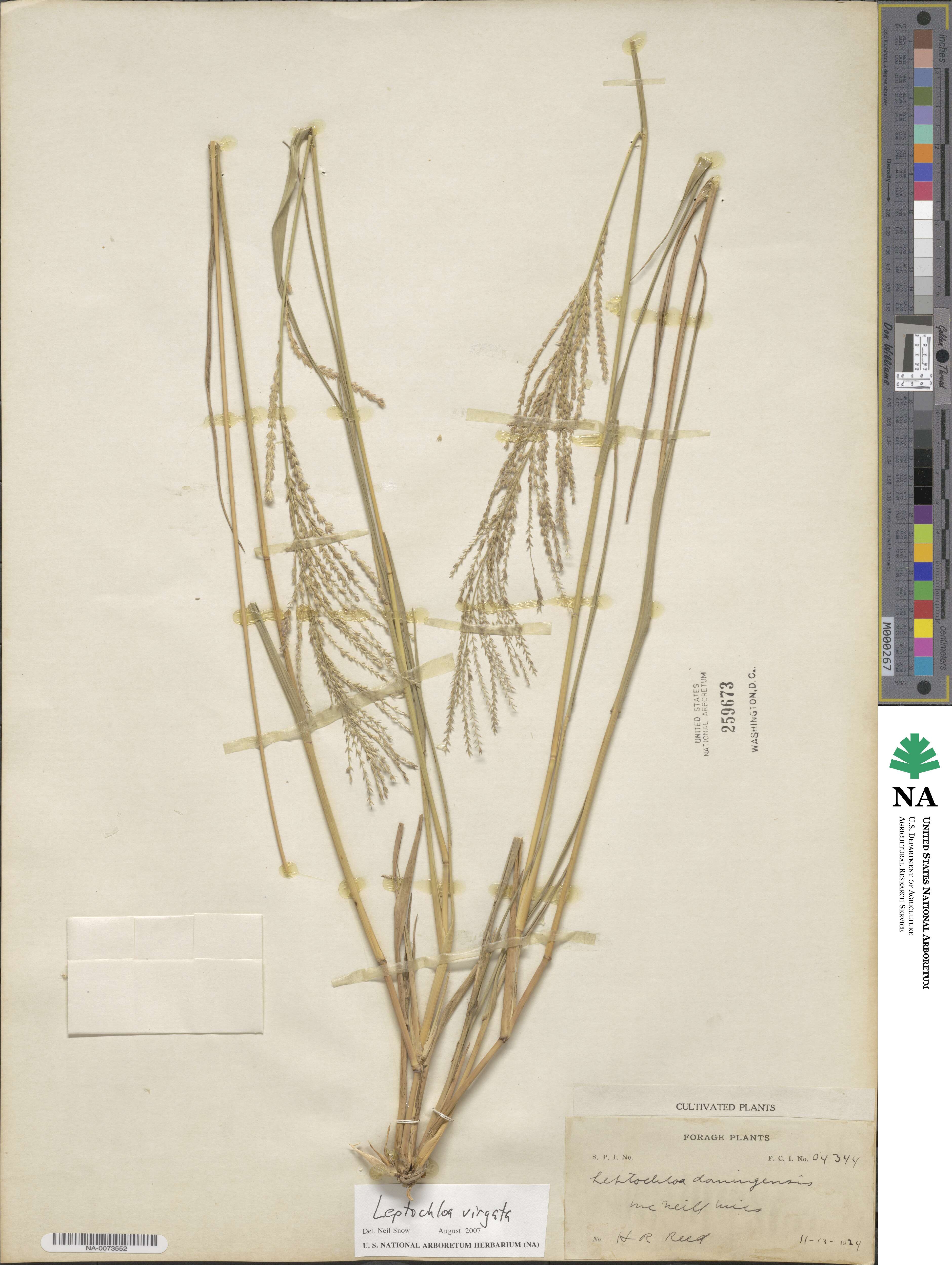 Leptochloa virgata image