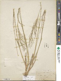 Leptochloa virgata image